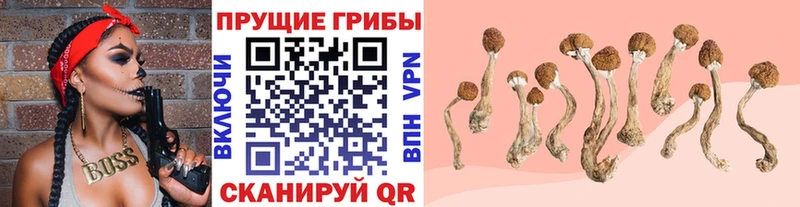 Псилоцибиновые грибы Psilocybe  mega tor  Камышин  купить закладку 